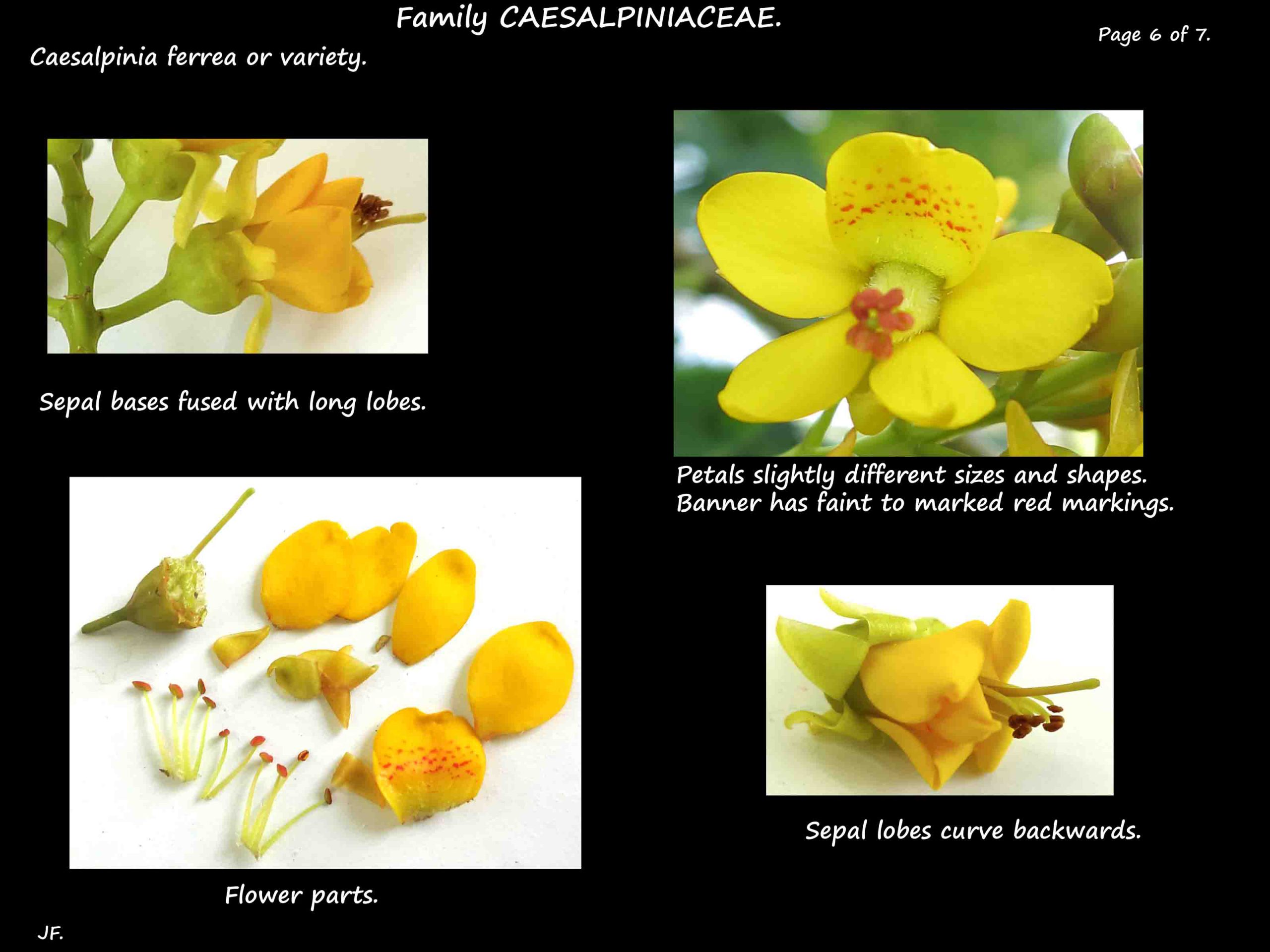 6 Caesalpinia ferrea flowers